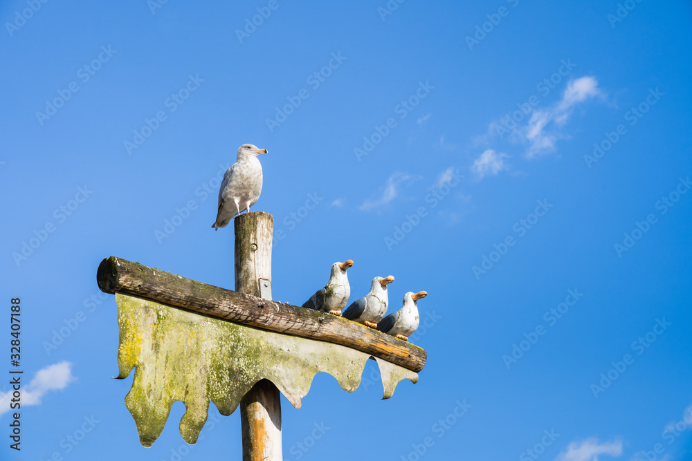 Fototapeta premium Live Sea Gull perched on top of pole beside sculpture of three humorous wooden carved seagulls with blue sky