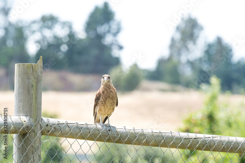 Typical Chilean bird called tiuque, perched on the wooden beam of my house in Chile