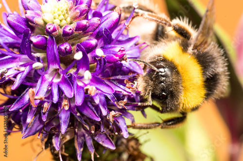 Extreme macro photo of a large bumblebee pollinating purple flowers in the park