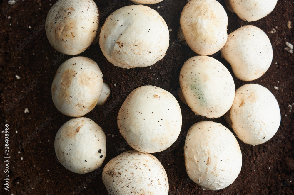 whole mushrooms, in tray with black earth, on blue background whole mushrooms, in tray with black earth, on blue background