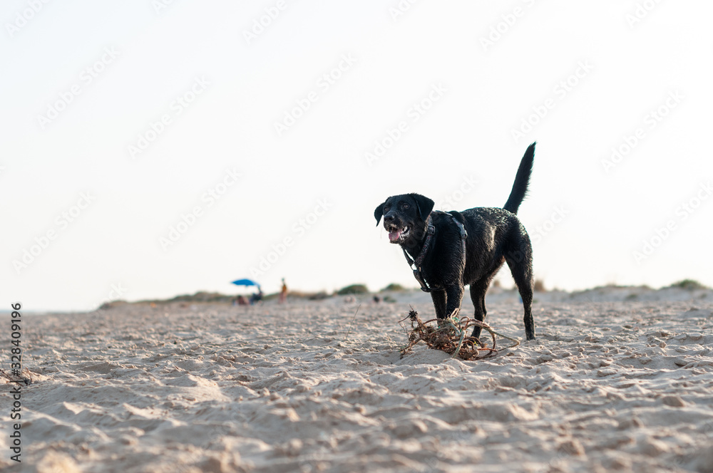 Perro labrador negro jugando en la playa Perro labrador negro jugando en la playa