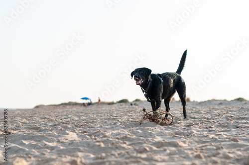 Fototapeta Naklejka Na Ścianę i Meble -  Perro labrador negro jugando en la playa