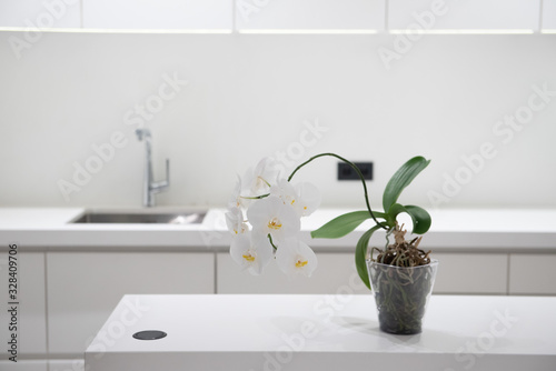 Close up of Orchidee or phalaenopsis in bright modern kitchen with white countertops