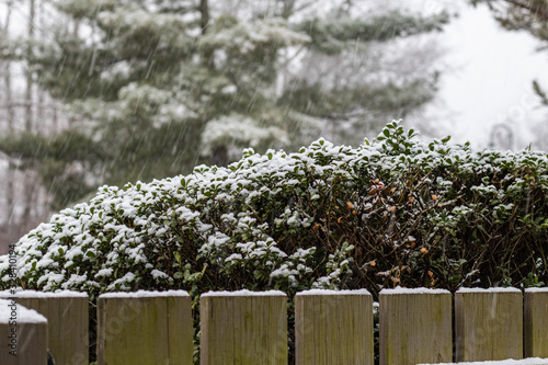 Backyard scene looking over the wooden fence to see the snowy shrubs and pine trees.