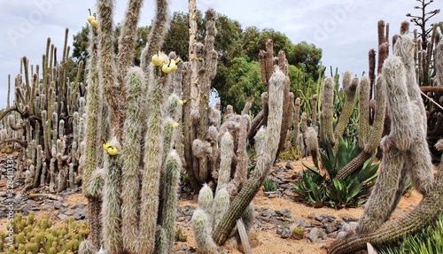  Cactus with Yellow Fruit photo