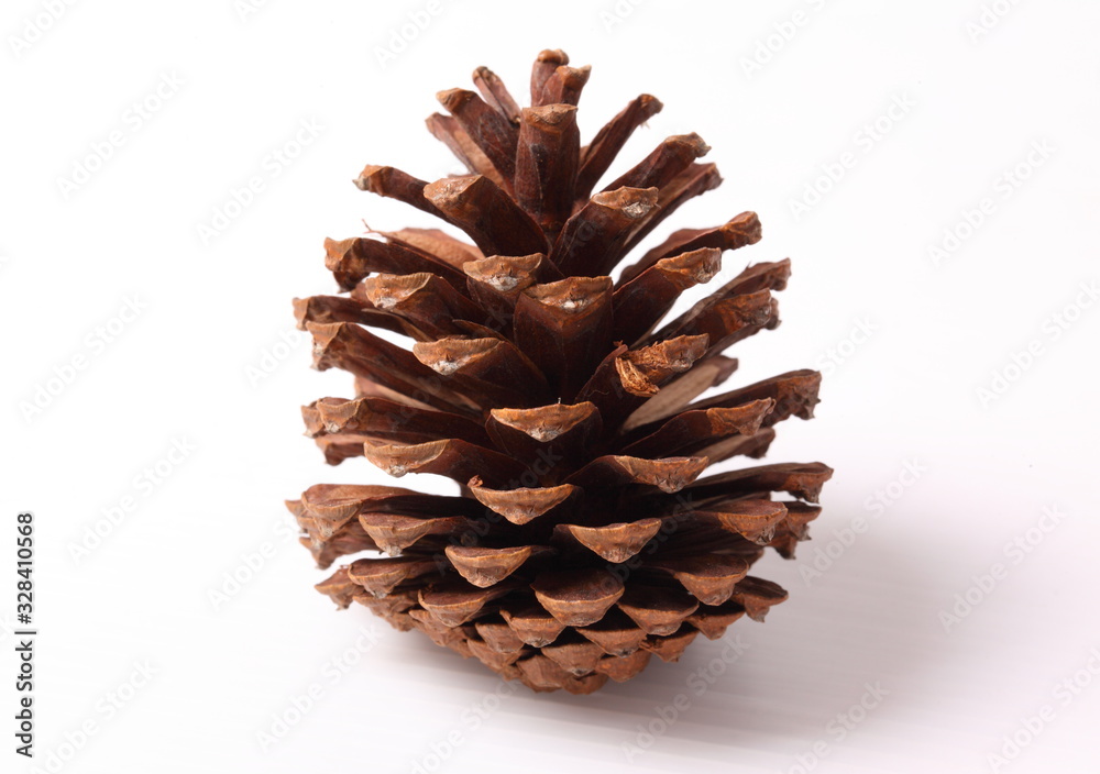 Flowers of pine on white background Flowers of pine on white background