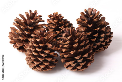 Flowers of pine on white background