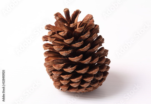 Flowers of pine on white background