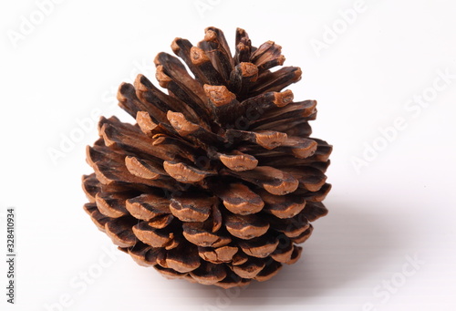 Flowers of pine on white background
