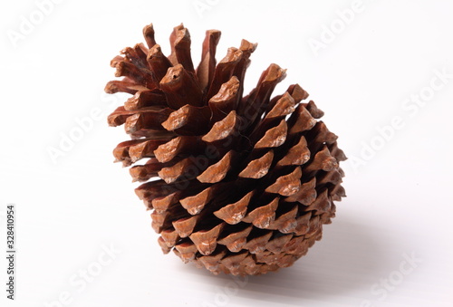 Flowers of pine on white background