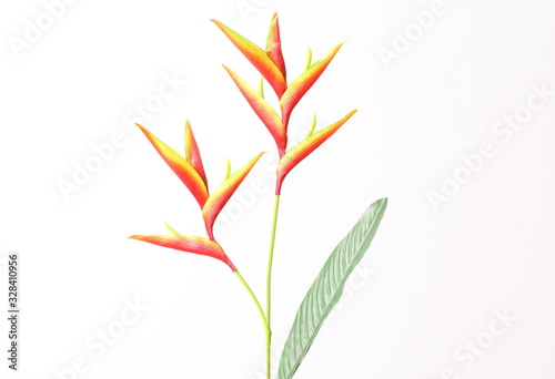 Beautiful Heliconia "Fire Bird" blooming on isolate white background.