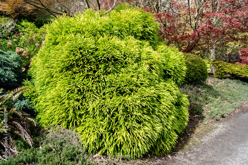 Dwarf Japanese Cedar (cryptomeria japonica globosa) photo