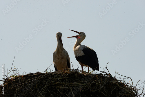 haikarat photo