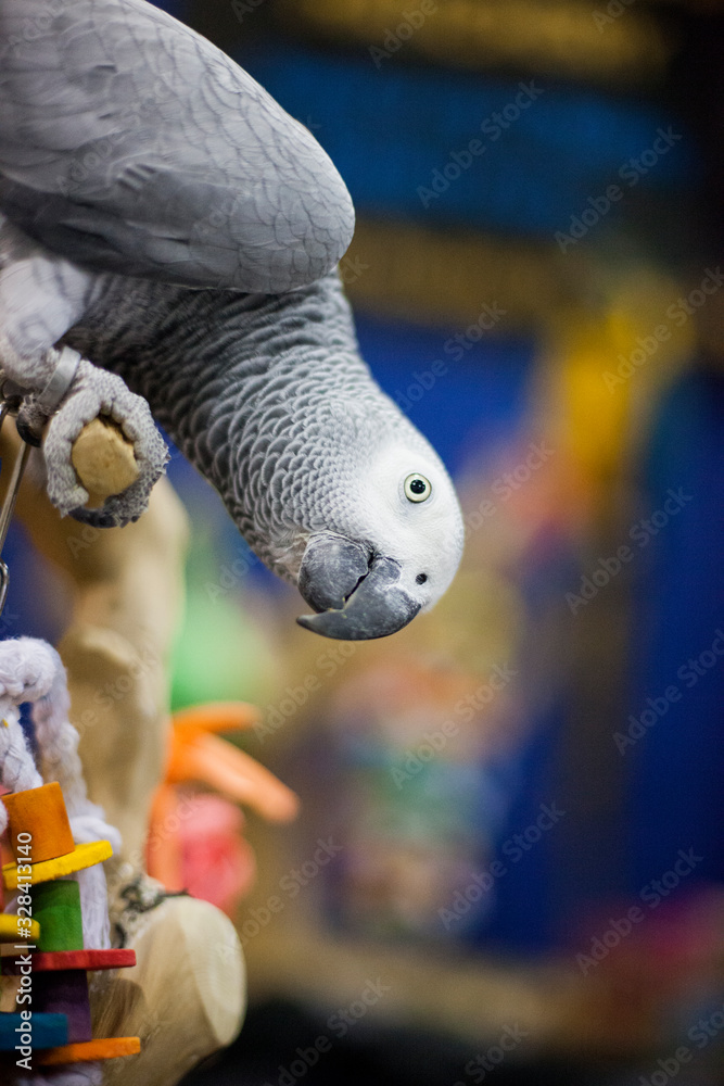 Fototapeta premium African Grey Parrott Checking You Out.