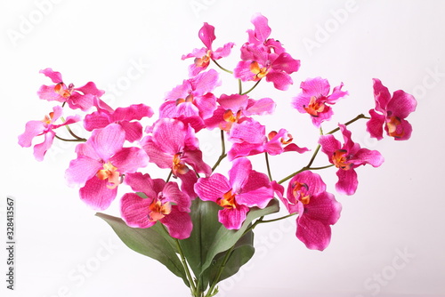 Beautiful purple orchid on a white background