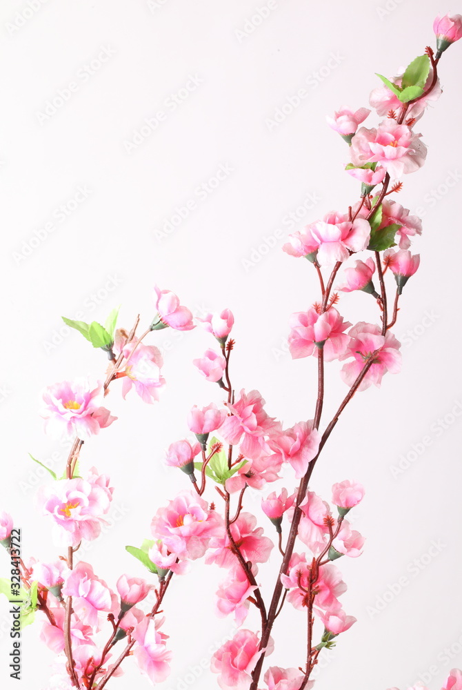 Pink cherry blossom (sakura flowers), isolated on white