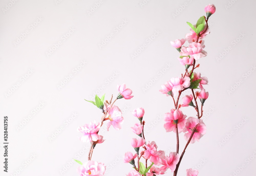 Naklejka premium Pink cherry blossom (sakura flowers), isolated on white