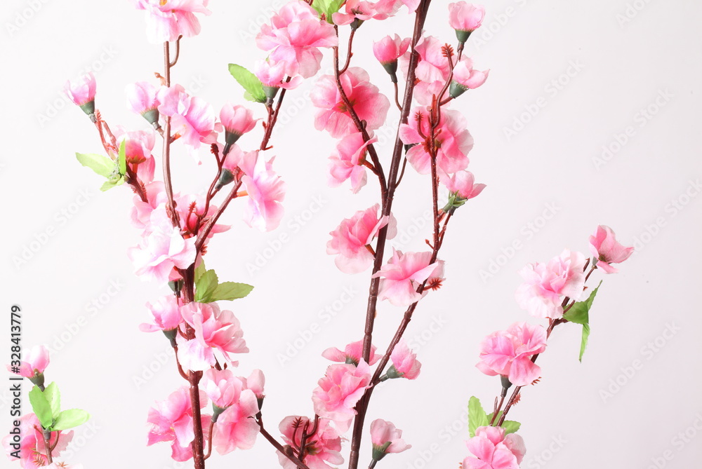 Fototapeta premium Pink cherry blossom (sakura flowers), isolated on white
