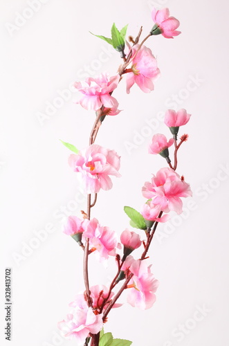 Pink cherry blossom (sakura flowers), isolated on white