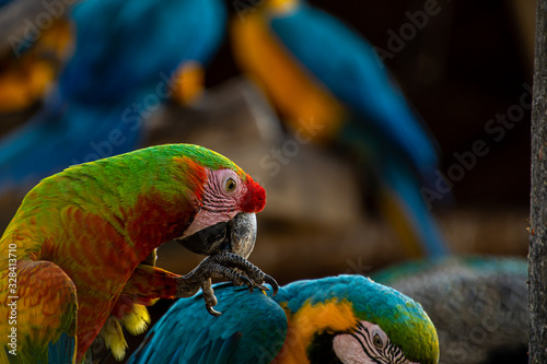 Close-up of a green macaw hurting anoter macaw, blue macaws on the background photo