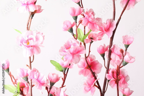 Pink cherry blossom (sakura flowers), isolated on white © Suwit