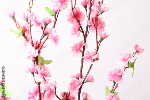 Pink cherry blossom  sakura flowers   isolated on white
