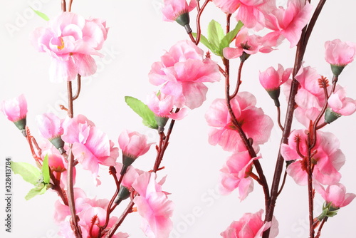 Pink cherry blossom (sakura flowers), isolated on white © Suwit