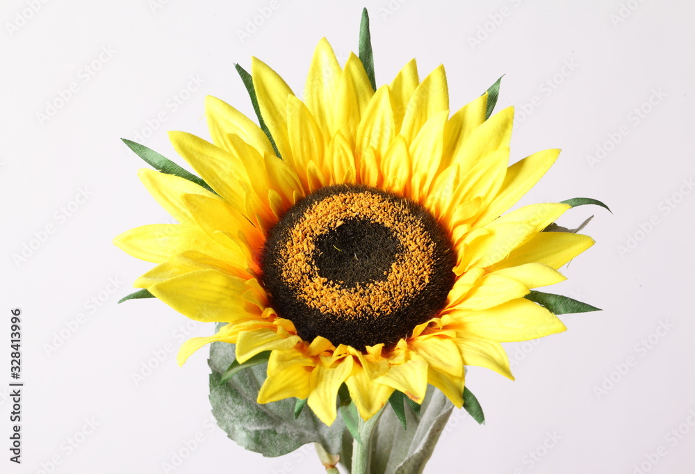 Fototapeta premium sunflower isolated on white background
