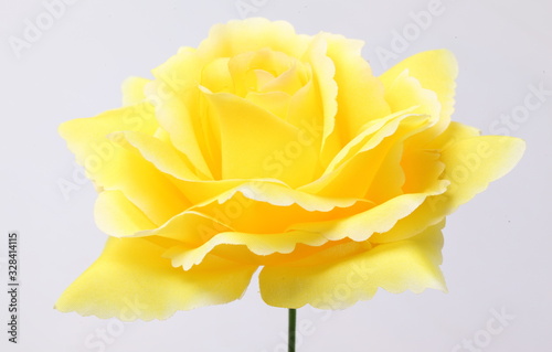 yellow rose isolate on white