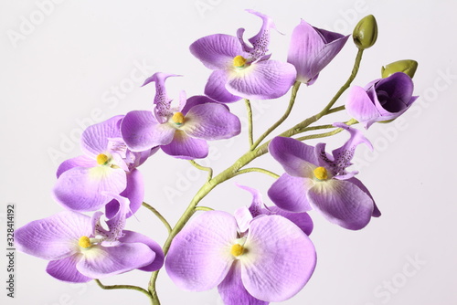 Purple orchid. Isolated with a white background