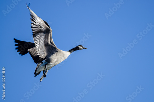 Lone Canada Goose Flying in a Blue Sky