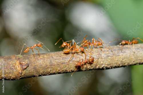 Close up focus one red ant on stick tree in nature at thailand