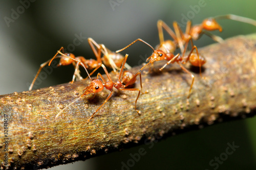 Close up group red ant on green laef in nature at thailand