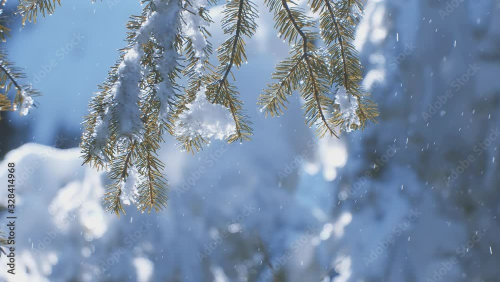 Snow melting off of deep fir forest during the first days of spring.Ice water dripping.Change of seasons weather transition. Snow melting off of deep fir forest during the first days of spring.Ice water dripping.Change of seasons weather transition.