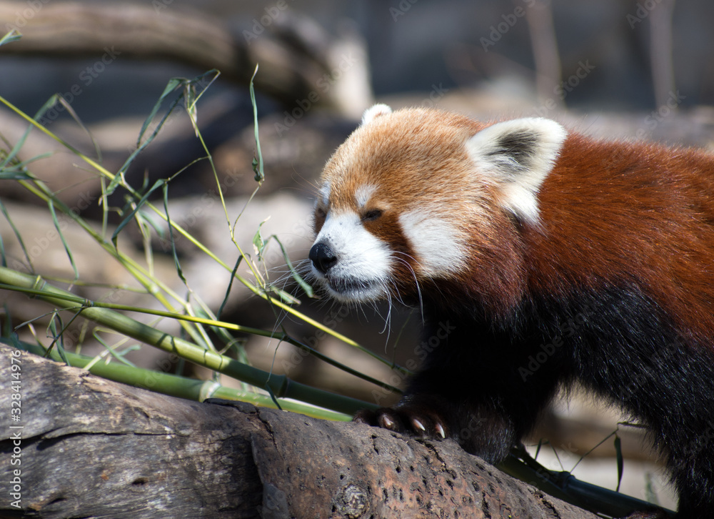 Fototapeta premium Close up of a red panda climbing a branch.