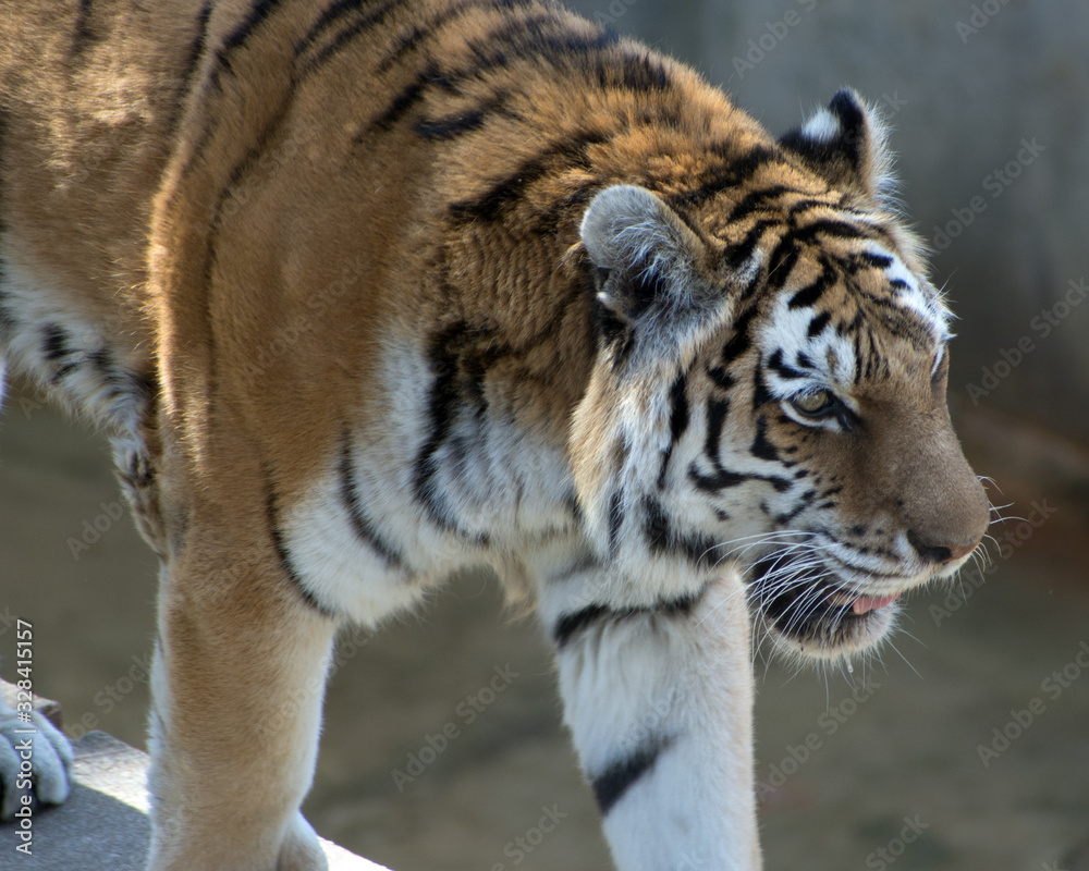 Obraz premium Close up of a tiger with its mouth open.