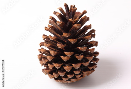 Flowers of pine on white background