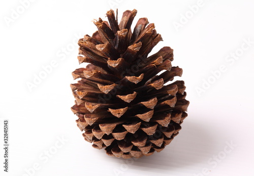 Flowers of pine on white background