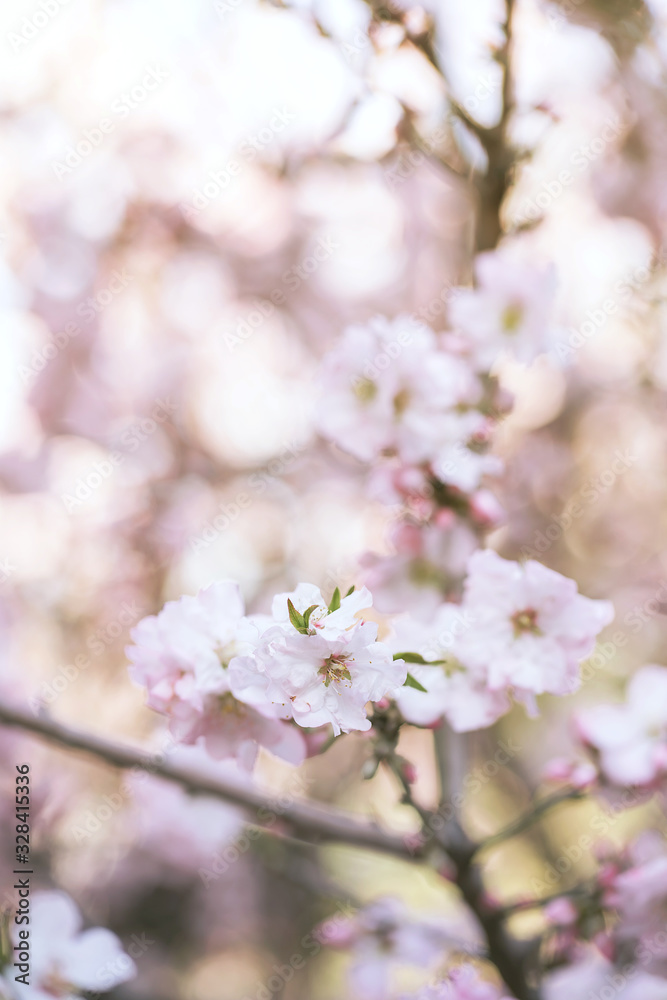 blooming pink flower branch on spring garden. blooming pink flower branch on spring garden.