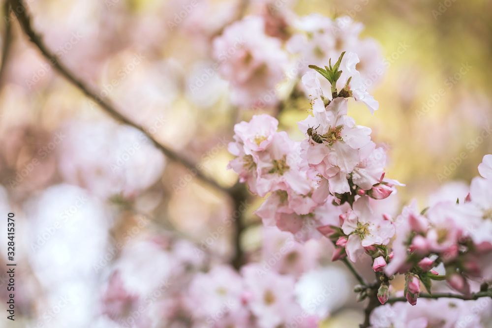 blooming pink flower branch on spring garden. blooming pink flower branch on spring garden.