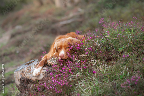 dog in heather colors. Portrait of a pet in nature. Nova Scotia Duck Tolling Retriever in the beautiful scenery. Animal in spring © annaav