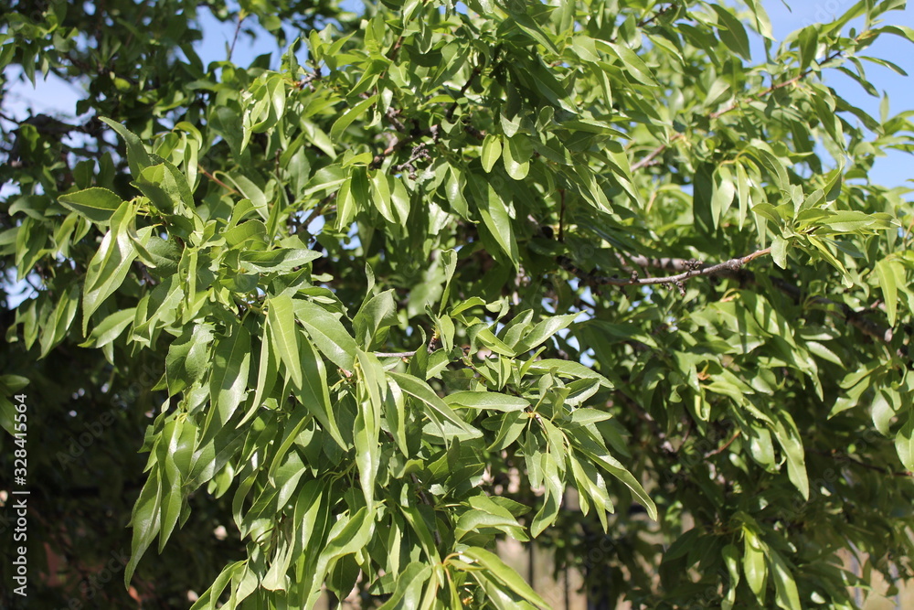 Hojas verdes