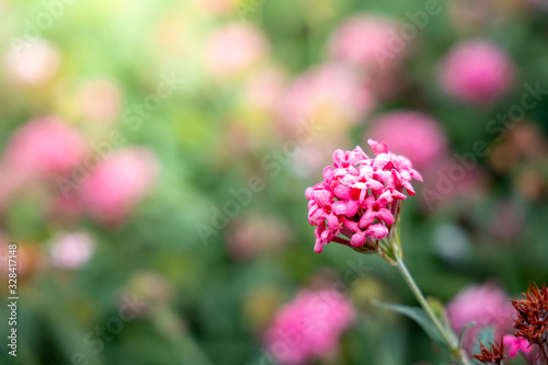 The background image of the colorful flowers