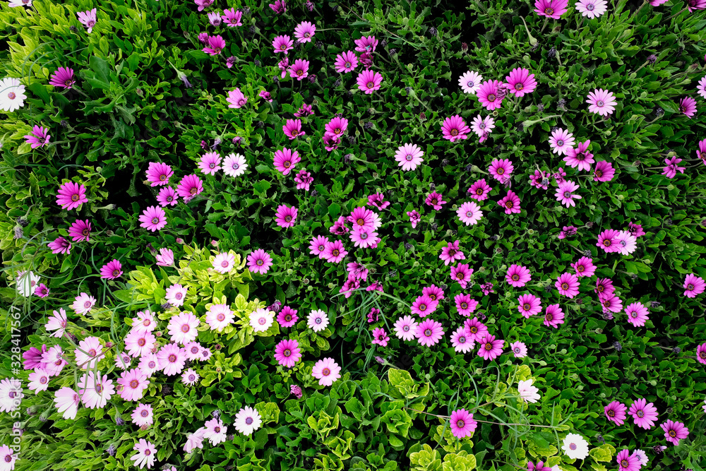 Naklejka premium A background of varied color many marigold flowers, top view.
