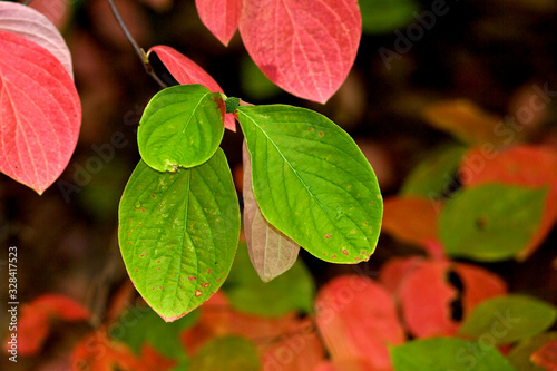 Closeup of green dogwood leaves, Calaveras County, California  photo