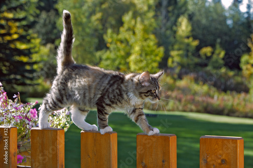 Tabby  Cat walking on wooden fence.