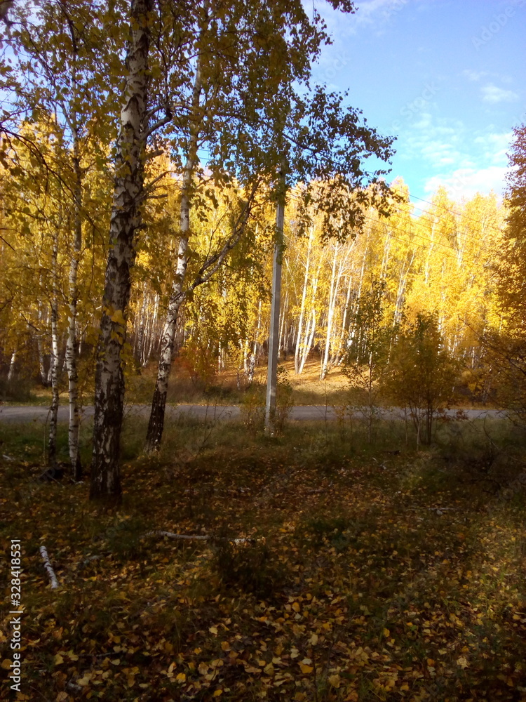 Fototapeta premium autumn in the forest