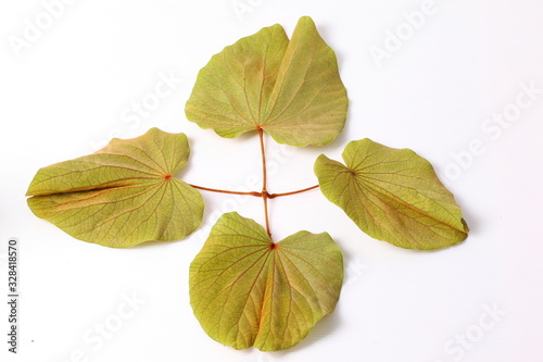 Green leaves of golden leaved liana (Bauhinia aureifolia K. & SSLarsen).