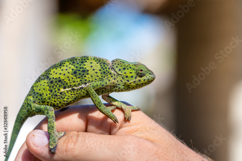 Closeup of a chameleon sitting on a hand on the island of Zanzibar, Tanzania, Africa