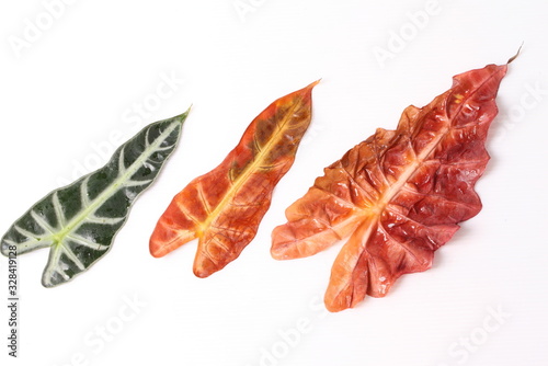 Red and green leaf with water droplets isolated on a white background